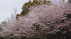 hana26 (111)_thumb.png